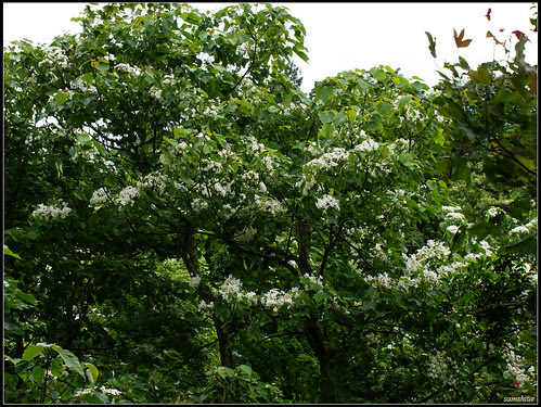 DSC00170