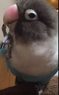 かわいいボタンインコ