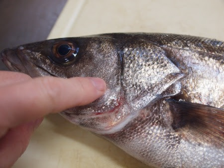 スズキの刺身 しゃぶしゃぶ 三枚おろし 白子 魚卵の煮付け つくり方動画 魚料理と簡単レシピ