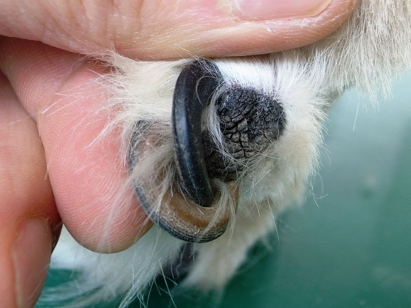 爪伸びすぎです ポウ動物病院
