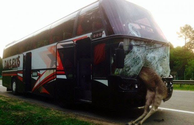 Ônibus que saía de Belarus atingiu alce em cheio a camiho de Kiev, na Ucrânia (Foto: Central European News/Europics/Caters News)