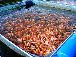 55+ Perbedaan Sistem Pernapasan Ikan Air Tawar Dan Ikan Air Laut Terbaru