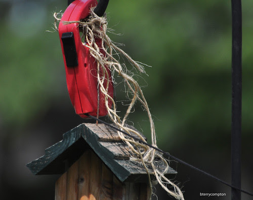 bird feeders