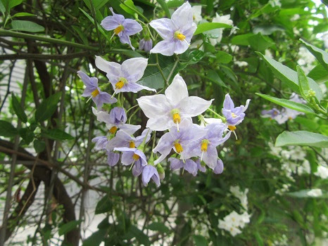 七十二候は 桐始結花 に 暦がこう言うとピンとくるのはこの花 つるはななす 7 24 旧6 2 壬子