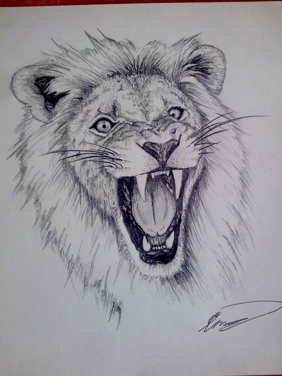  Lion Face Pencil Drawing at GetDrawings Free download