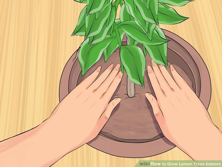 Grow Lemon Trees Indoors Step 10 Version 2.jpg