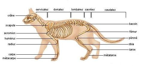 Physiologie Du Chat