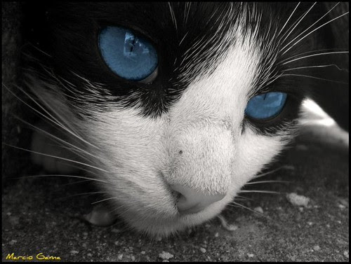 Thunderpaw ~ Apprentice