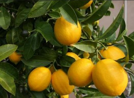 3 Jenis iLemoni Unggulan Sangat Cocok Untuk Dibudidayakan