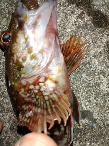 カサゴの簡単な締め方 捌き方 海水魚の種類と釣り方