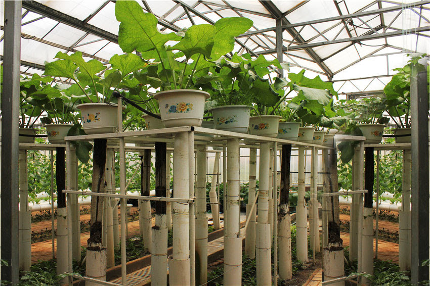 空中牛蒡 无土栽培蔬菜 寿光市九合农业发展有限公司