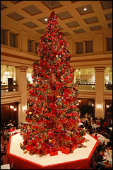 Walnut Root Christmas Tree Panoramic