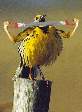 Burung Fitness