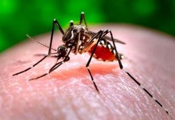 Vírus Chikungunya já afetou quase 2 mil em 12 estados