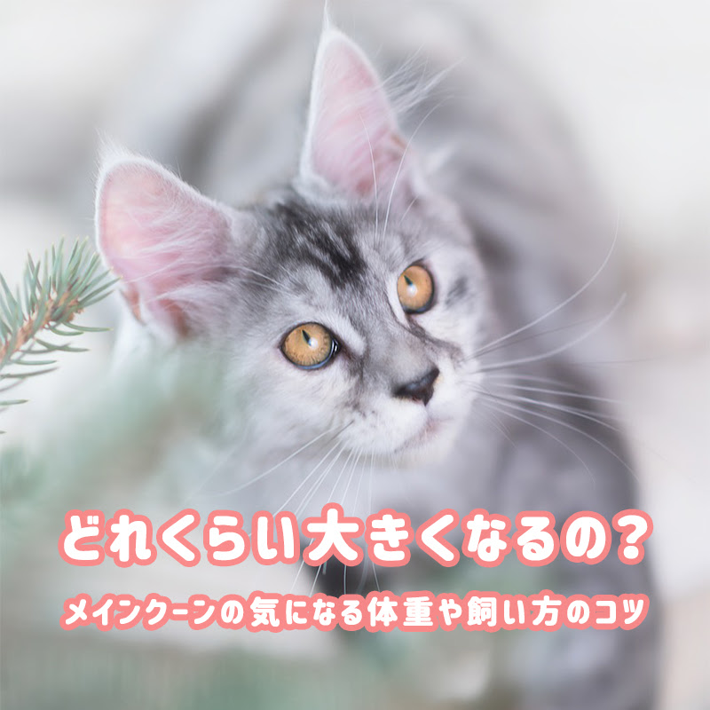 どれくらい大きくなるの メインクーンの気になる体重や飼い方のコツ