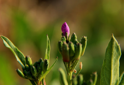 はがき絵日記 ハマダイコン 浜大根 浜辺の花 日々の語らい 喜び楽しみ感動