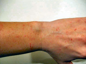 Sugarglider Com Gliderpedia Christmas Sugar Glider