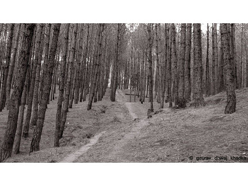 Walking through the pine forest ....by Gaurav Dhwaj Khadka