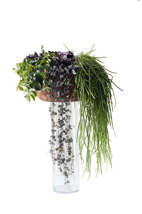 september  haengende zimmerpflanzen zimmerpflanzen des