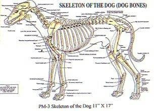 DOG BONE STRUCTURE - DOG BONE | DOG BONE STRUCTURE ...
