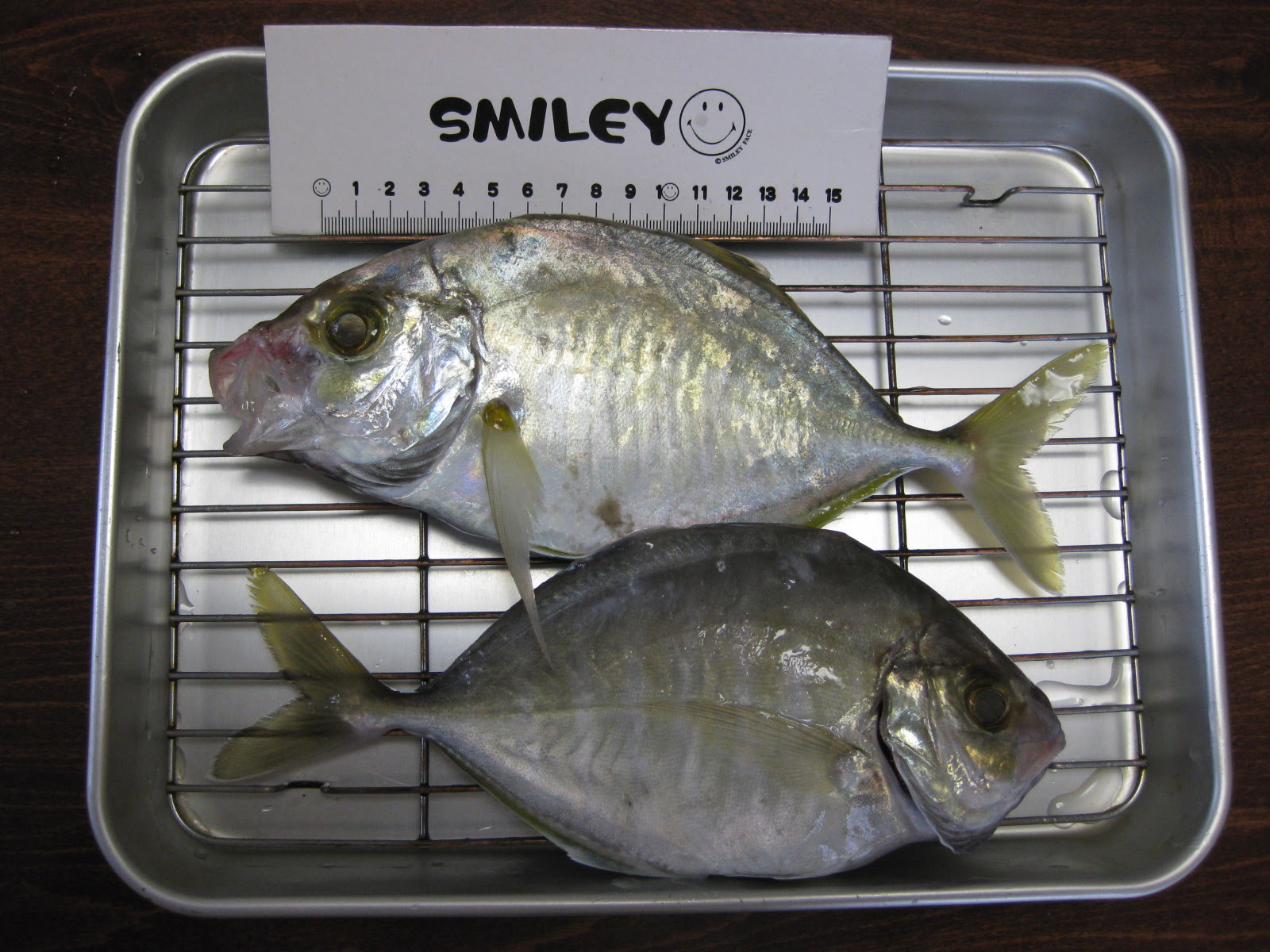 鳥獣虫魚 そして旅 腹黒の魚 メッキあるいはカイワリ
