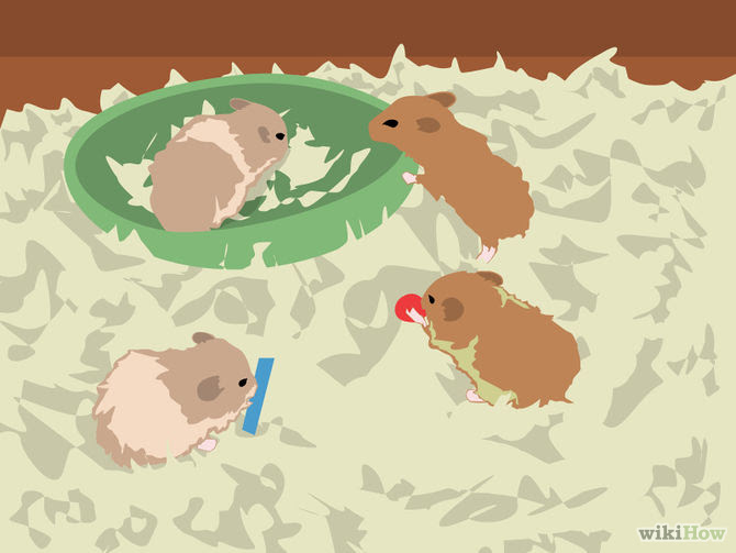 Breed Syrian Hamsters Step 9.jpg