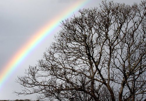 IMG 0715.1 Giant Rainbow