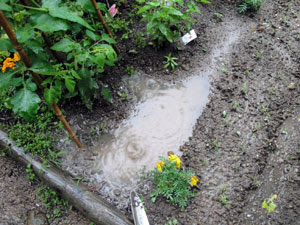 水はけ悪すぎ 小梅太郎の そこそこ家庭菜園