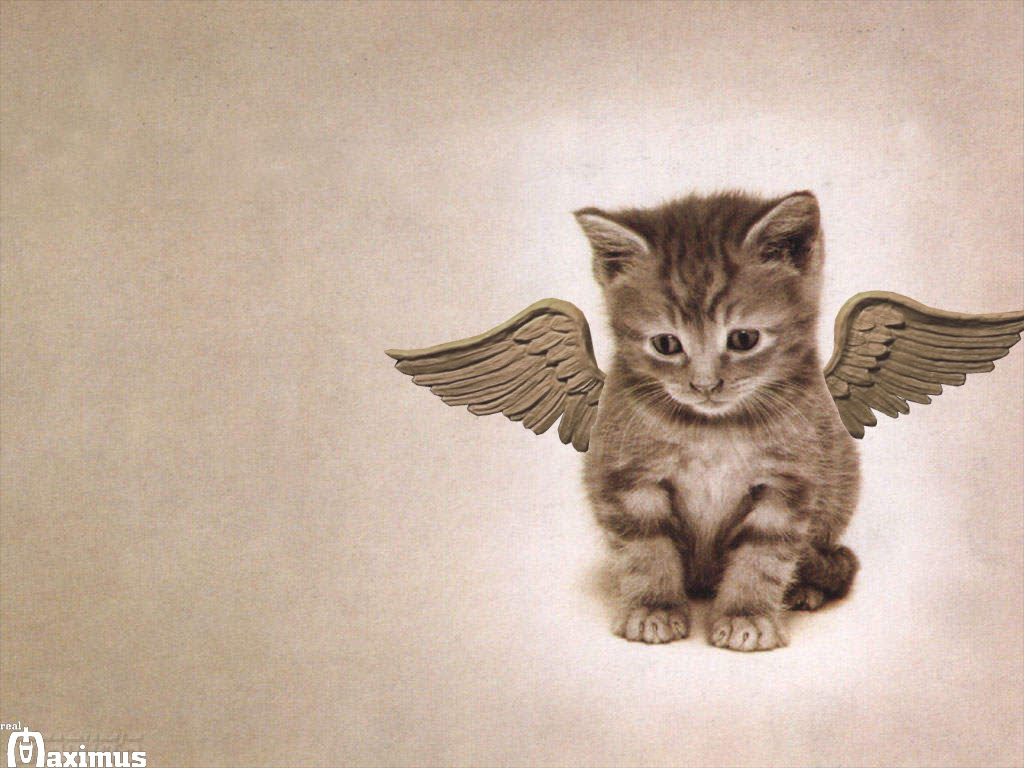 wings Cats Wallpapers Kittens Backgrounds Animals Photos