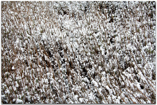 lavanda con nieve
