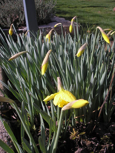 Daffodils