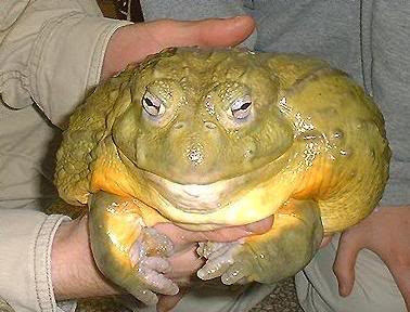 http://msttpagotech.pbworks.com/f/1341555156/goliath.jpg