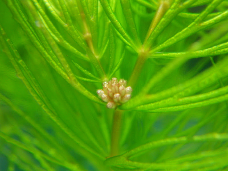マツモの花 みじんこブログ