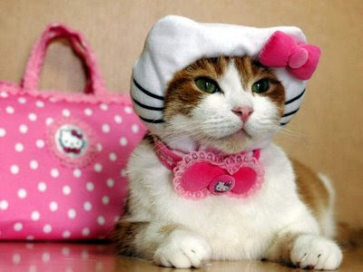 cat in hello kitty costume.  this tortured cat decked out in this special edition hello kitty costume 