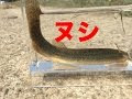 [新しいコレクション] ドジョウ 釣り 218613-ドジョウ ��り 仕掛け