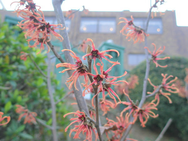 マンサク花散歩