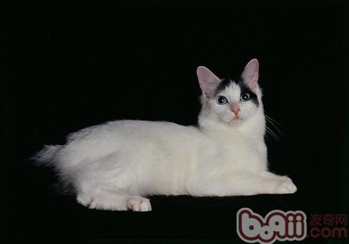 日本短尾猫价格 图片 纯种日本短尾猫幼犬多少钱一只 日本短尾猫好养吗 波奇网