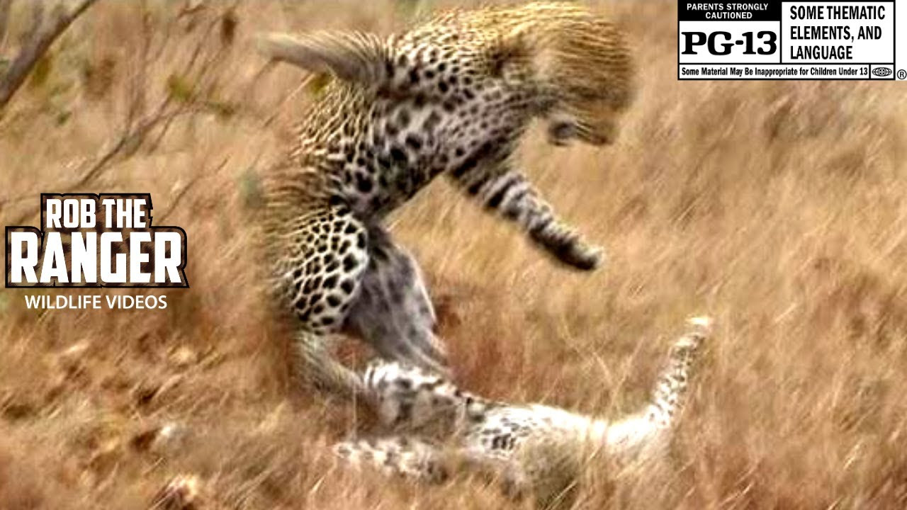 Sex In The Wild: Mating Leopards - Hard and Rough! (HD) 
