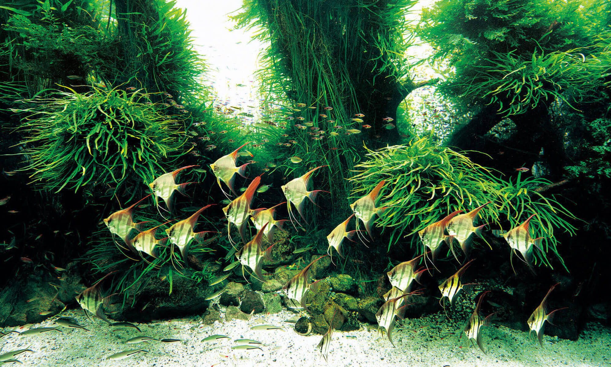 The World’s Largest Nature Aquarium Project Takashi Amano x Oceanário de Lisboa  ADA