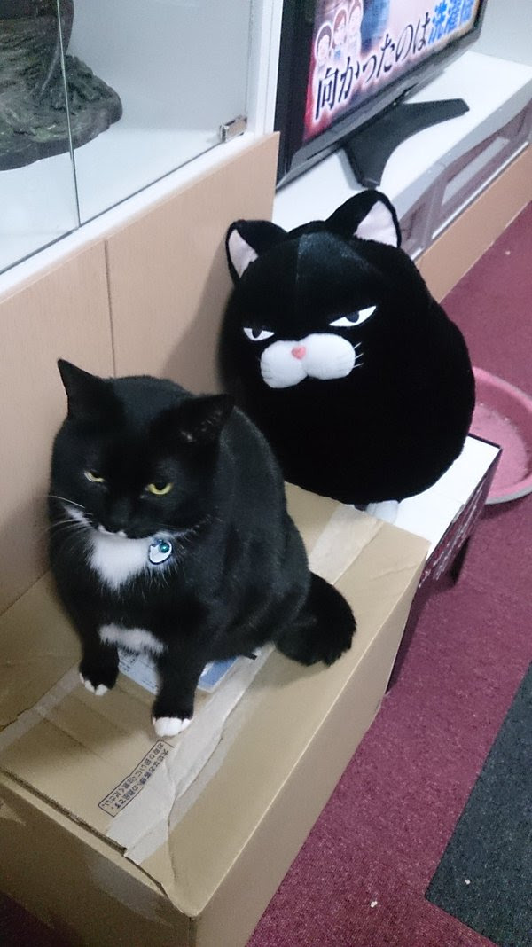 飼ってる猫にそっくりなぬいぐるみを発見してufoキャッチャーでgetした結果 Netgeek