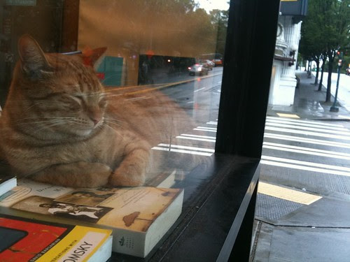 シアトルの本屋さんの猫