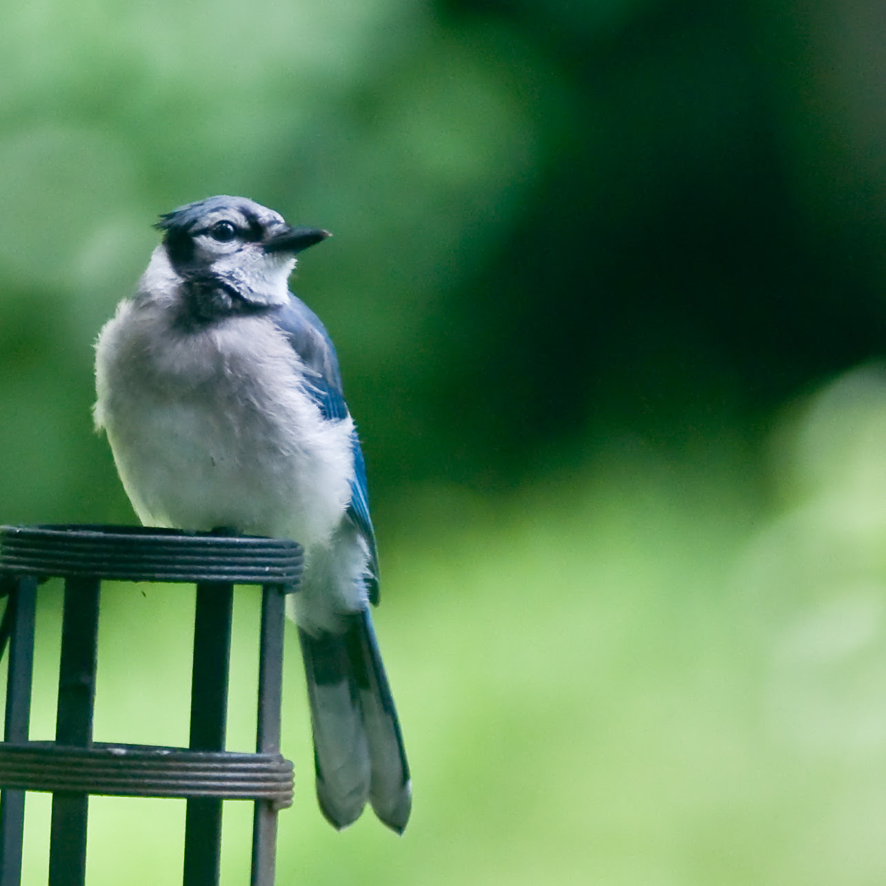 フリー画像 動物写真 鳥類 野鳥 アオカケス 青い鳥 フリー素材 画像素材なら 無料 フリー写真素材のフリーフォト