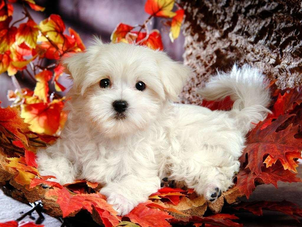  Cute  Baby  Animal  Wallpapers  Wallpaper  Cave