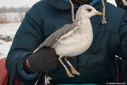 Russian Common Gull, adult, W[EZ77]