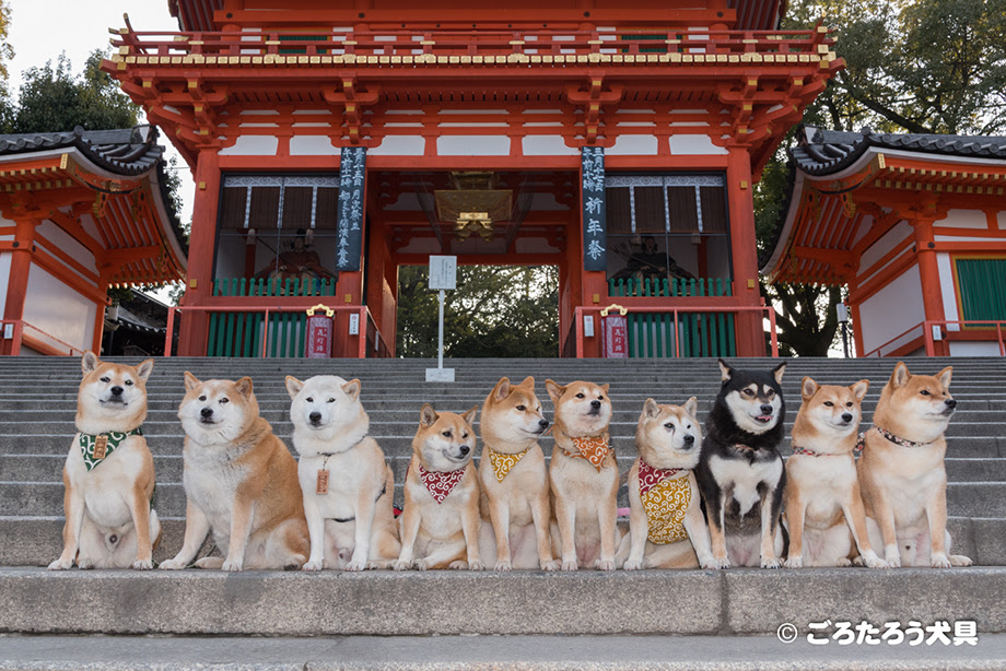 17 03 12 京都東山柴犬集合ゲリラ 柴犬 ああ日本の犬