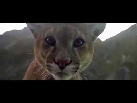 Video Never Give UP