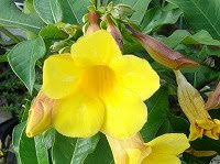 ８月１３日の誕生花 アラマンダの花言葉 恋に落ちる前 夏の暑さを満喫して次々と咲くアリアケカズラ 有明葛 の 楽しい追憶 弥生おばさんのガーデニングノート 花と緑の365日 楽天ブログ