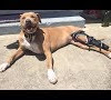 Posh Dog Knee Brace Fitting