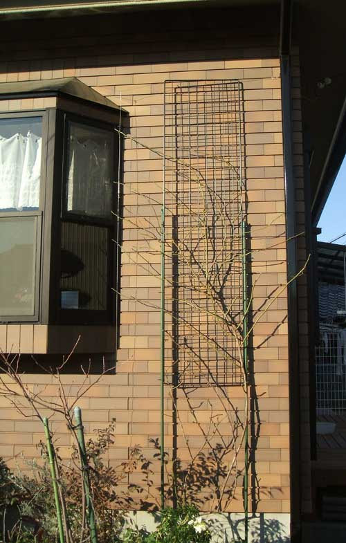 壁と柱につるバラを ぶるーみんぐ便り 楽天ブログ