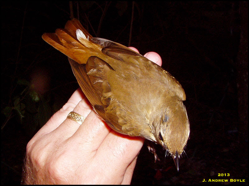 Hermit Thrush